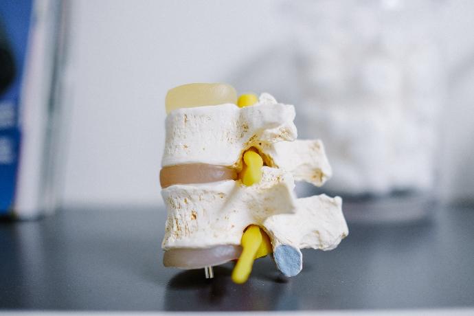 Kann Kalium Ihre Knochengesundheit verbessern? Synthetic back bone display on top of table