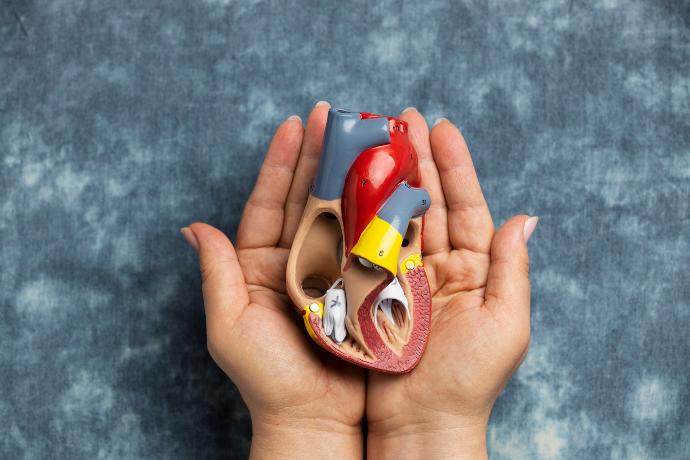The Ultimate Supplement for Kidney Health The Ultimate Supplement for Kidney Health