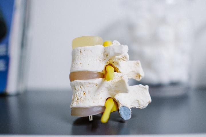 Kann Kalium Ihre Knochengesundheit verbessern? Synthetic back bone display on top of table