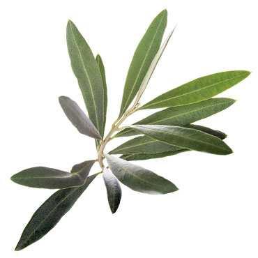 Olive Leaves